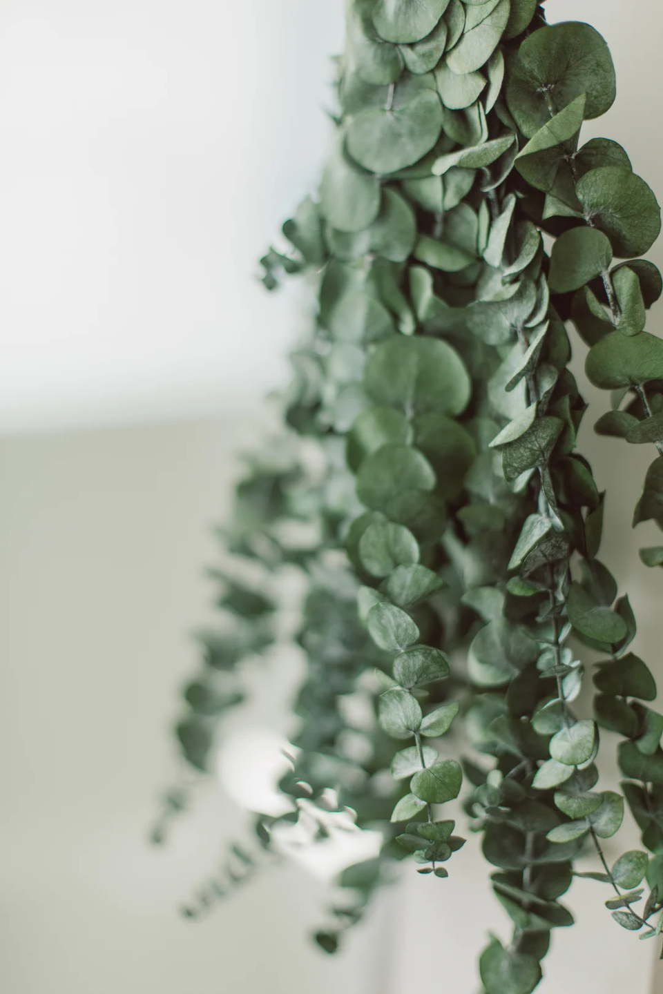 Dried Eucalyptus