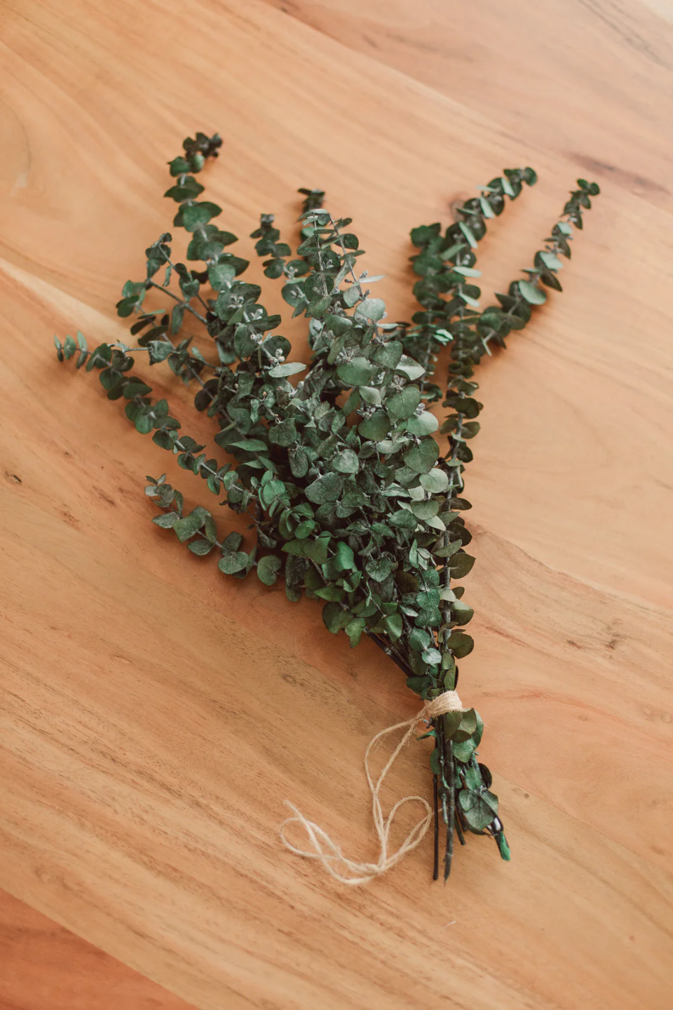 Dried Eucalyptus
