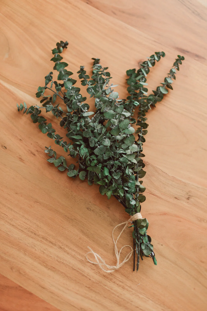 Dried Eucalyptus