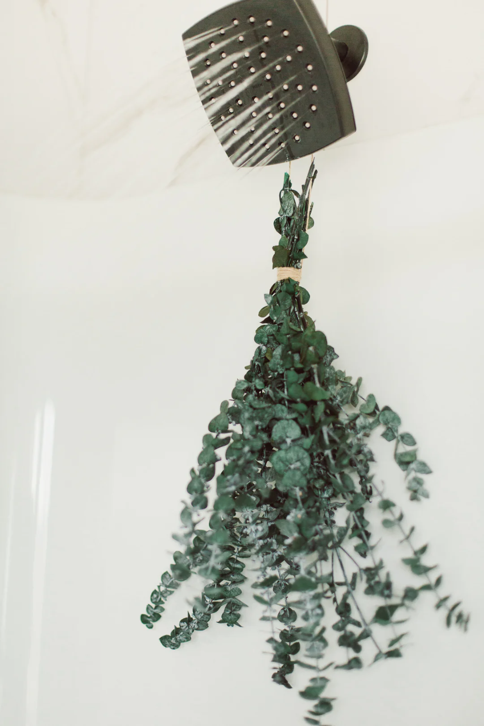 Dried Eucalyptus
