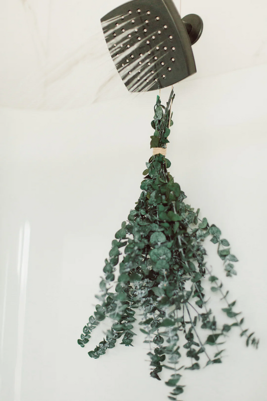 Dried Eucalyptus