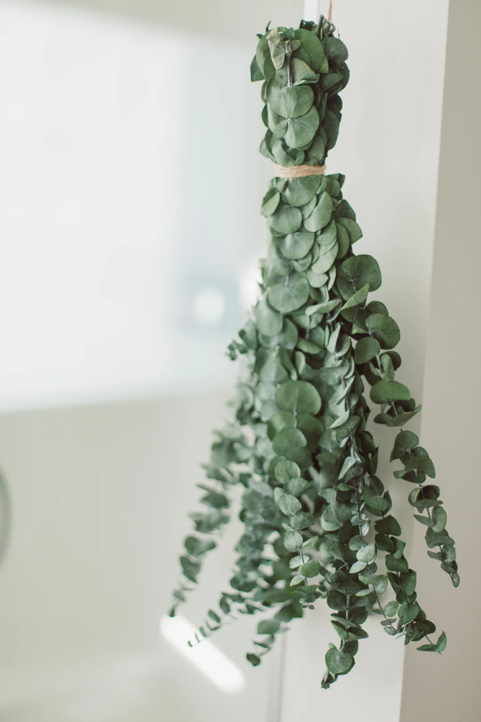 Dried Eucalyptus