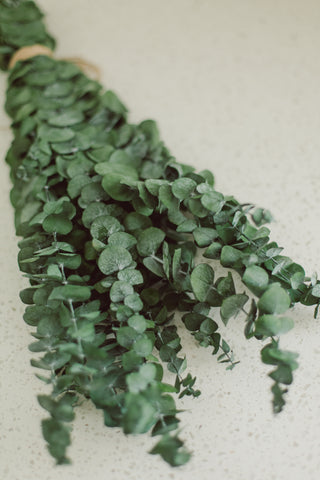 Dried Eucalyptus